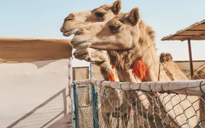 Dubaj atrakcje dla dzieci i nie tylko