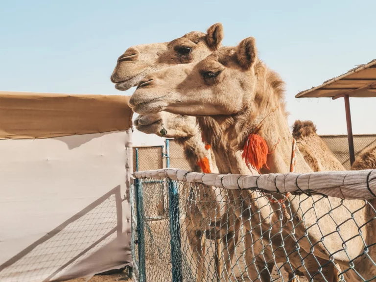 Dubaj atrakcje dla dzieci i&nbsp;nie&nbsp;tylko